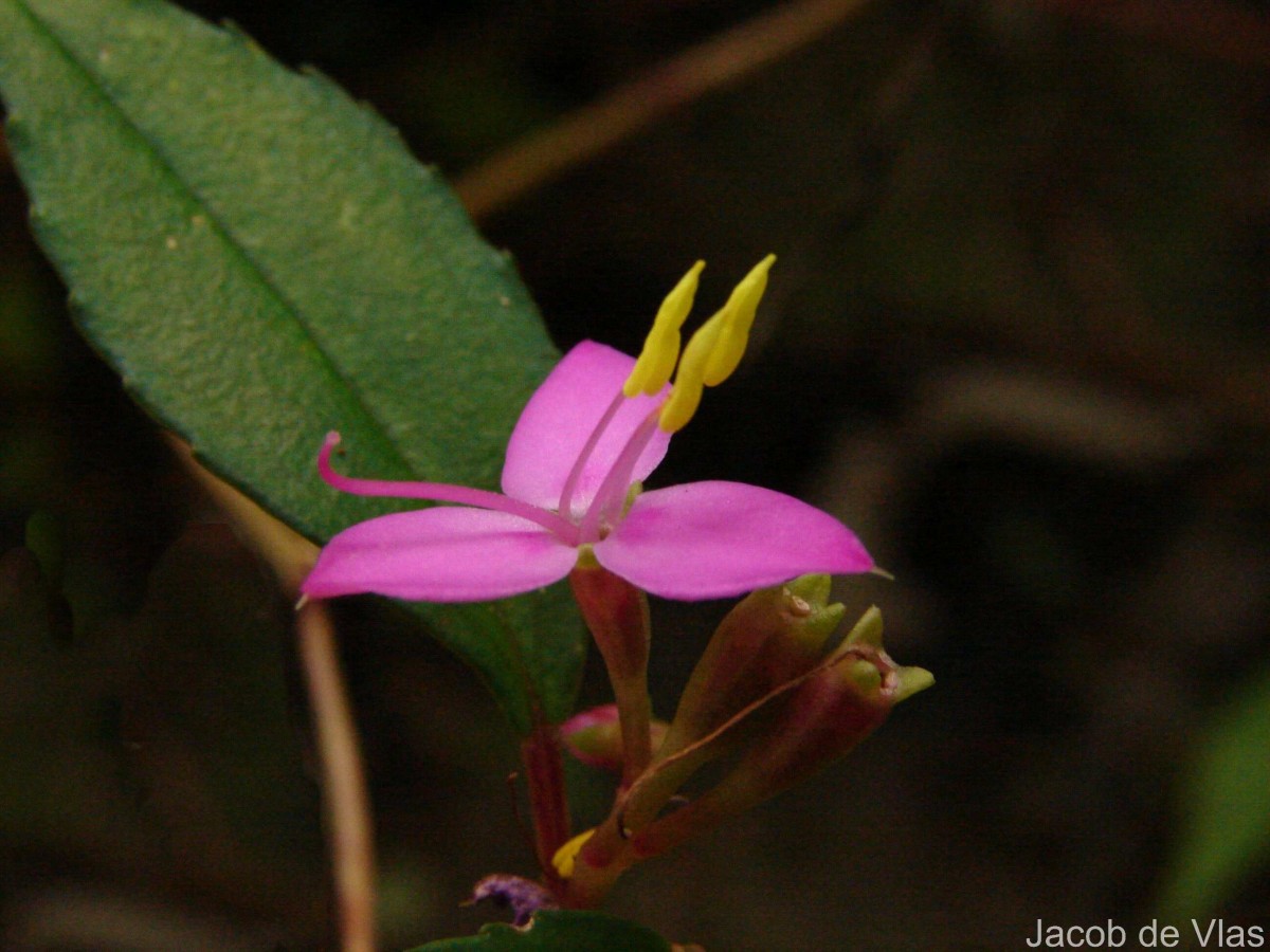 Sonerila rhombifolia Thwaites